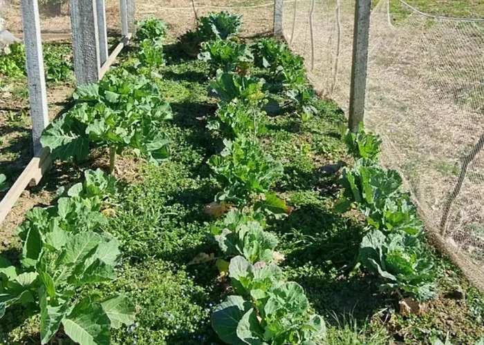 Camping & Biofarm Gjegji Кемпинг Лежа
