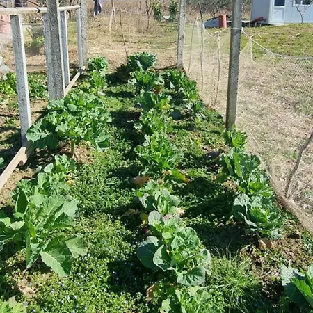 Camping & Biofarm Gjegji Кемпинг Лежа